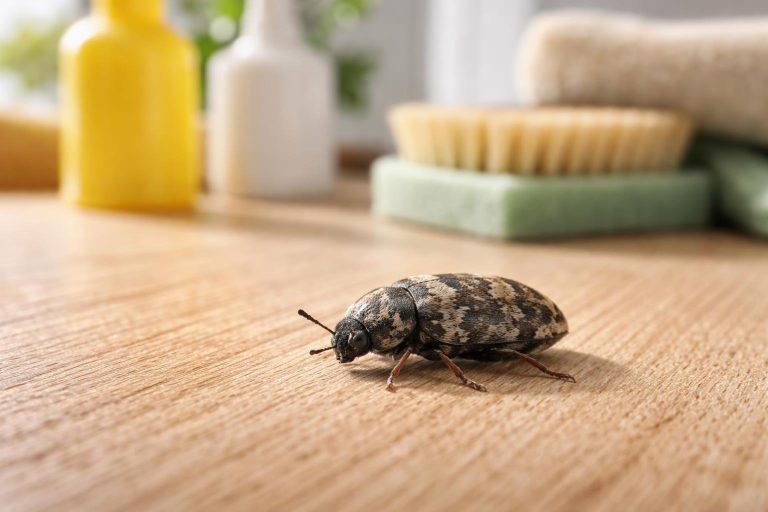 Dermeste Maison : D&rsquo;où Viennent-ils et Comment s&rsquo;en Débarrasser ?