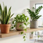Débuter avec les plantes vertes : les variétés increvables pour les novices